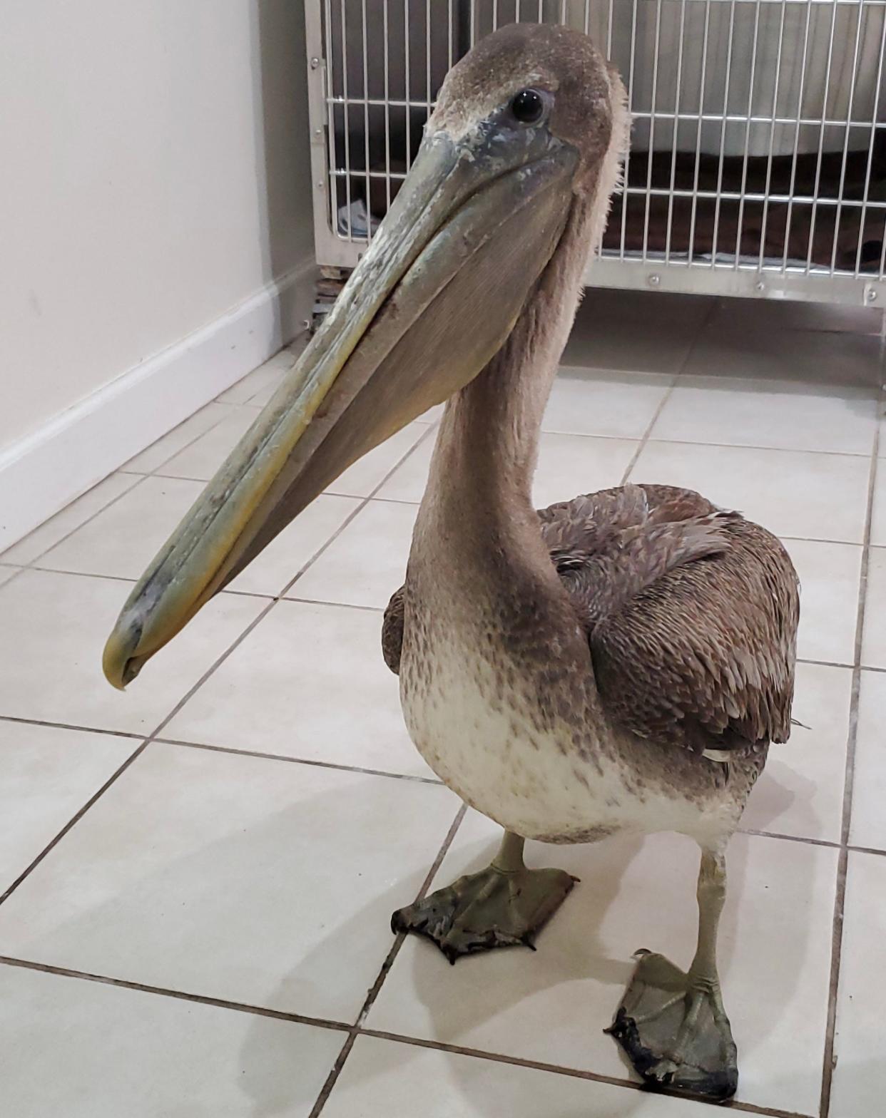 Arvy the pelican with cold feet at the Busch Wildlife Sanctuary recovery center in winter 2021.