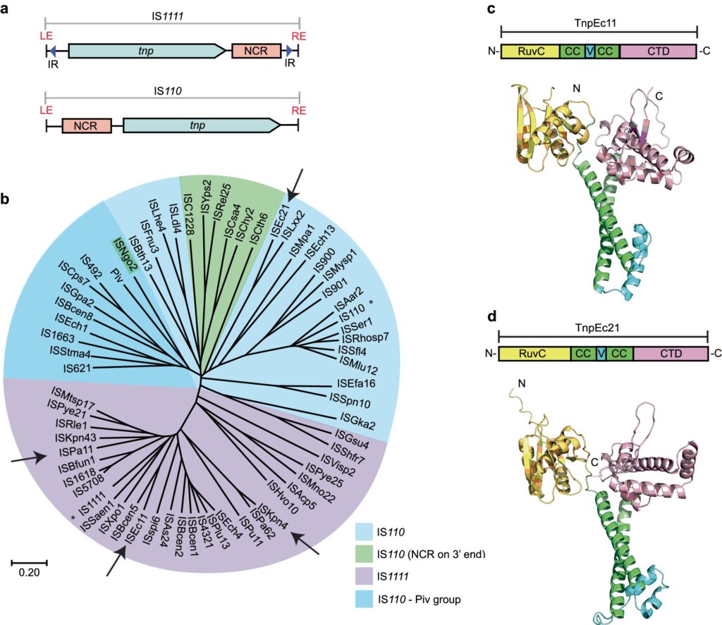 Beyond CRISPR: searchRNA provides a new method for precise gene editing