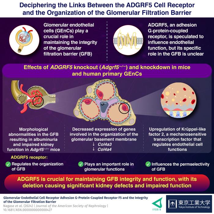 Characterization of the Relationship between the ADGRF5 Cell Receptor and Structure of the Glomerular Filtration Barrier.