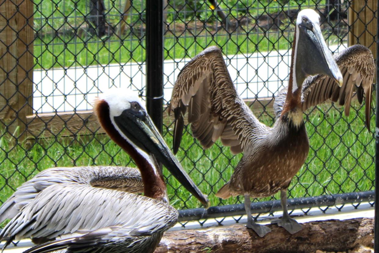 Arvy the pelican (right) stretches his wings on Tuesday, June 18, 2024, next to Nigel (left), a pelican who accompanies him at the Busch Wildlife Sanctuary in Jupiter Farms, Fla.