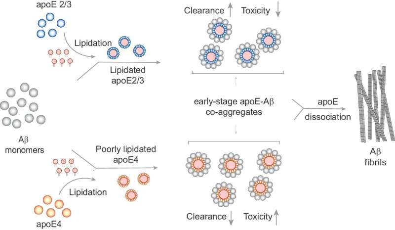 New information on the increased risk of Alzheimer's