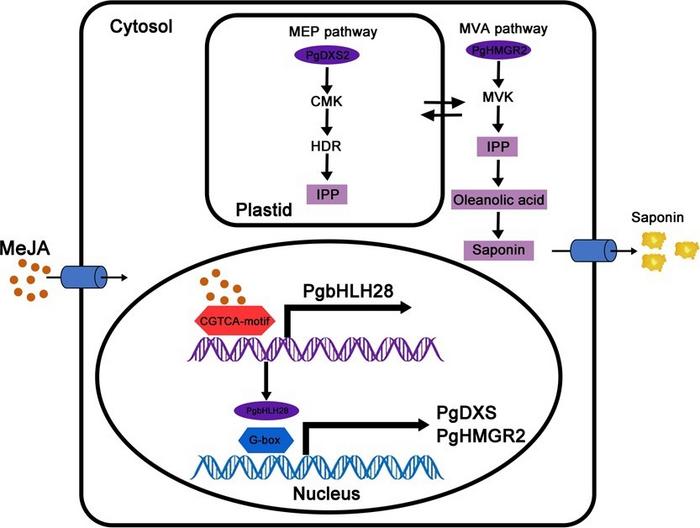 Functional model of PgbHLH28 in the regulation of saponin biosynthesis in P. grandiflorus.